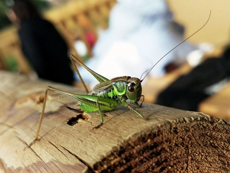 Have you spotted a grasshopper?